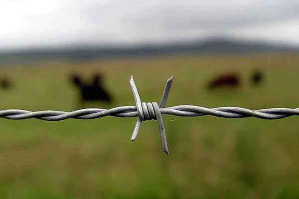 iron wire price today